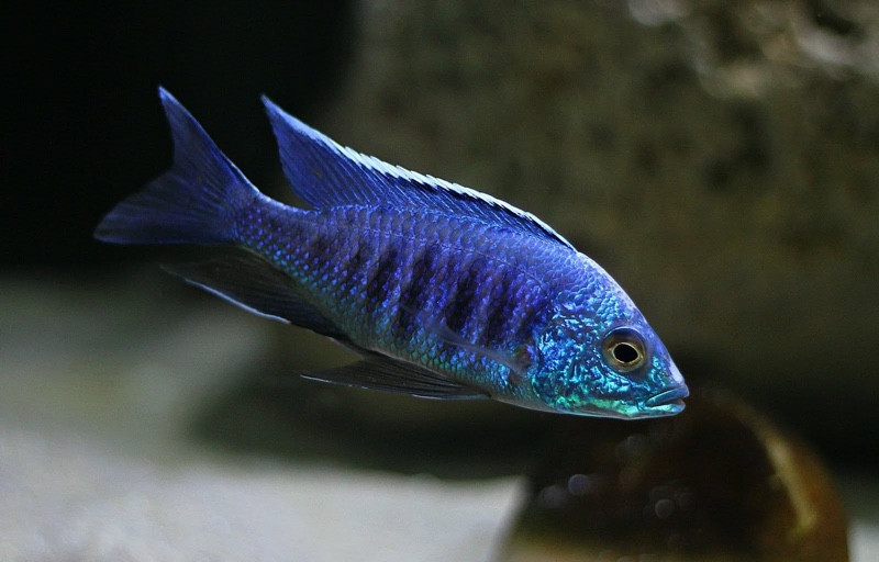 Copadichromis sp. 'kawanga no-spot' Undu Reef